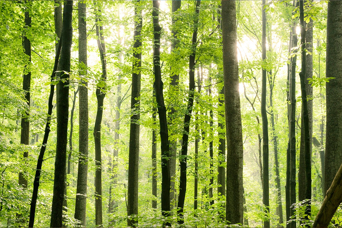 Sun streams through light green leaves in a stand of tall, thin trees.