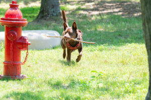 A brown dog carrying a stick in its mouth runs through the grass past trees and a red fire hydrant.
