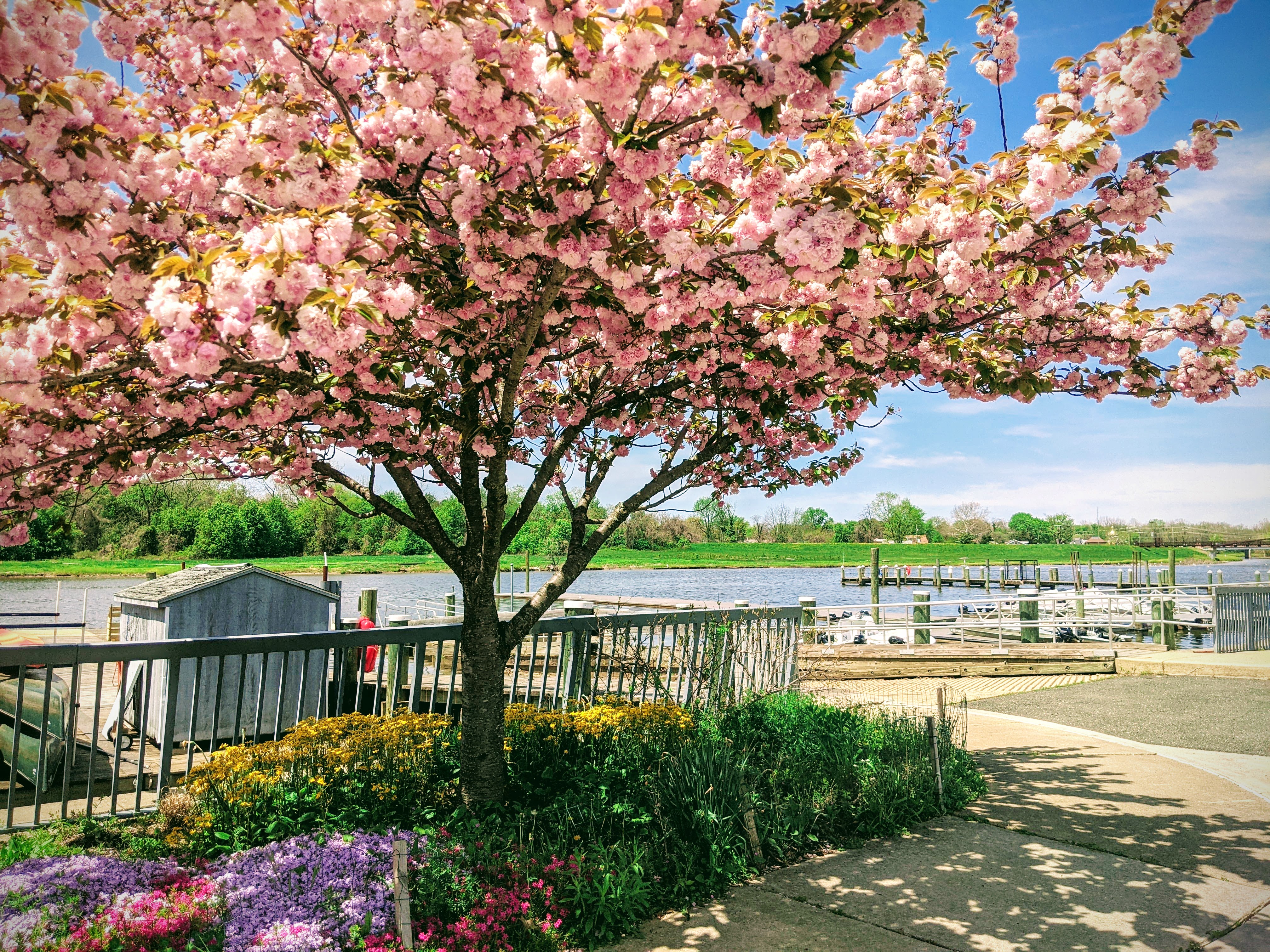 Bladensburg Waterfront Park Boat Ramp in the Spring: blue skies and a Cherry Blossom Tree in bloom