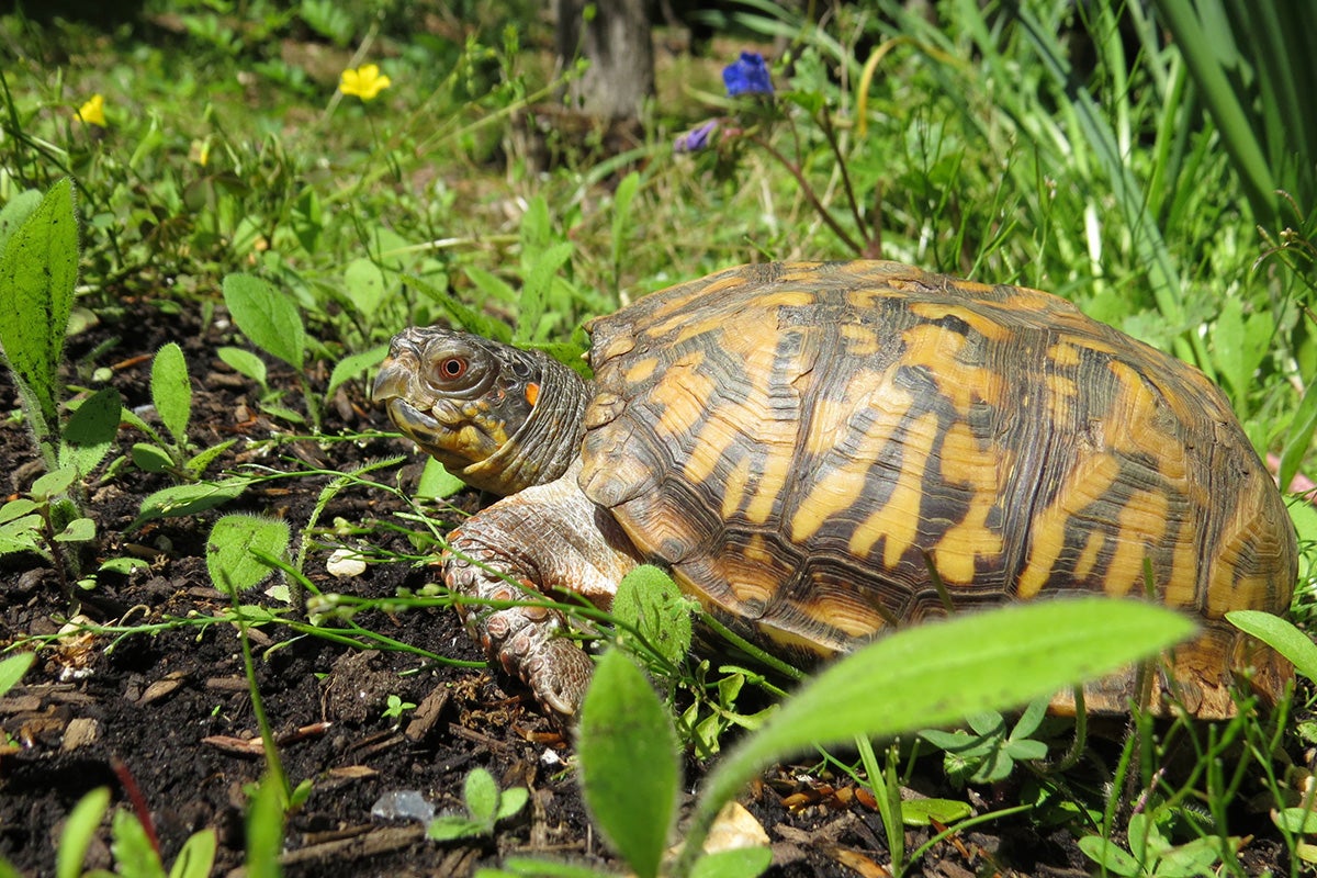 Side view of a common box turtle with a yellow pattern on its shell and an orange spot behind its eye. It stands on dirt among grass and tiny yellow and purple wildflowers.