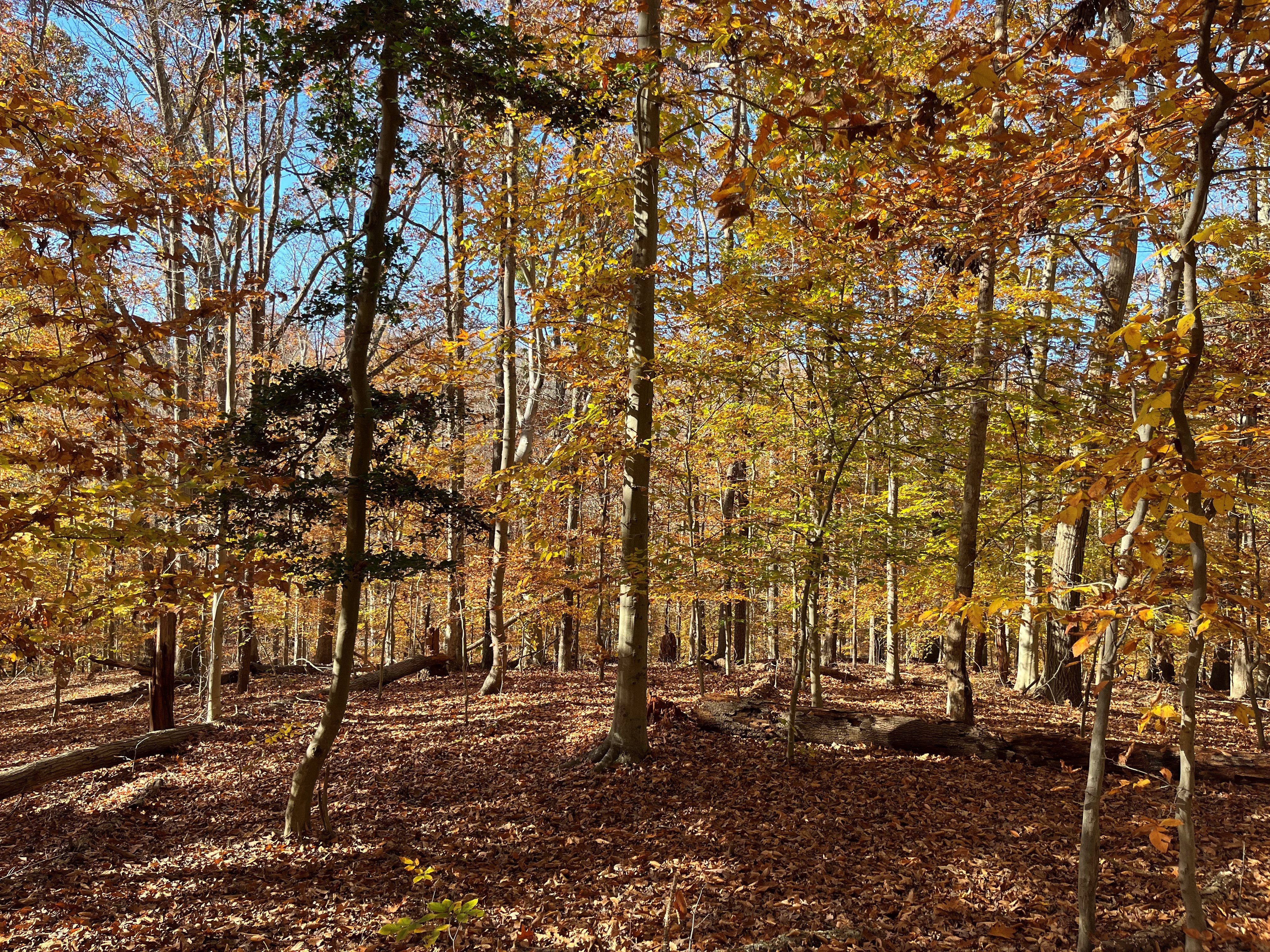 The M-NCPPC, Department of Parks and Recreation, Prince George’s County Finalizes Momentous Acquisition of Over 500 Acres of Forested Land
