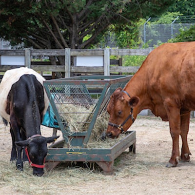 Two cows feed at a metal hay trough in an outdoor pen. The larger cow is reddish brown and the smaller one is black and white.