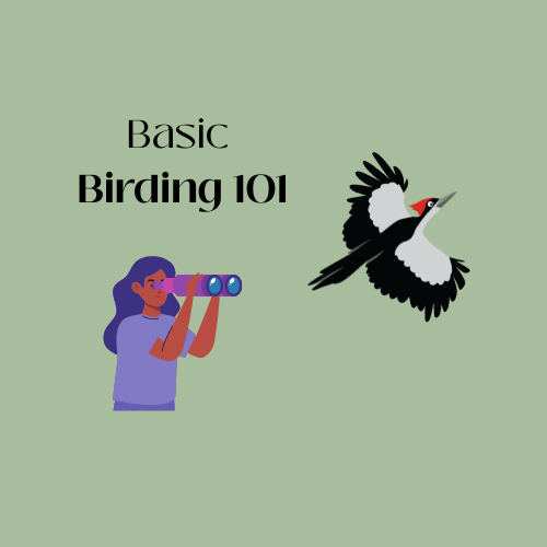 Basic Birding