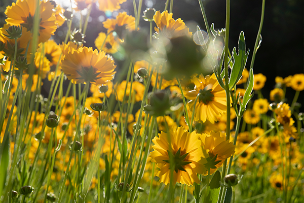 Yellow sunflowers in a field with sunlight shining on them