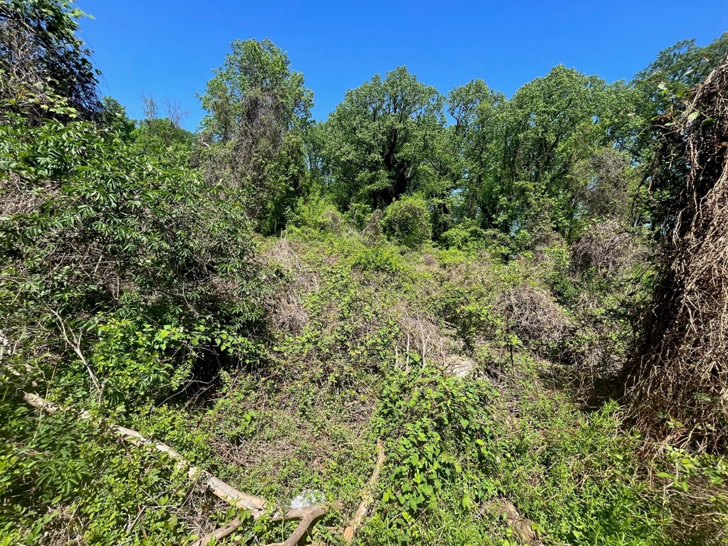 A picture of vines covering trees and shrubs in a park.