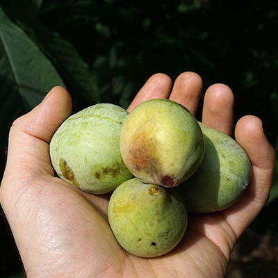 A hand holding four small peaches