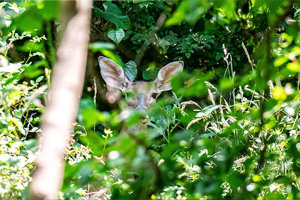 A deer peers out from behind green foliage.
