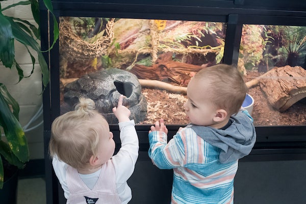 Two babies looking at animals through a glass