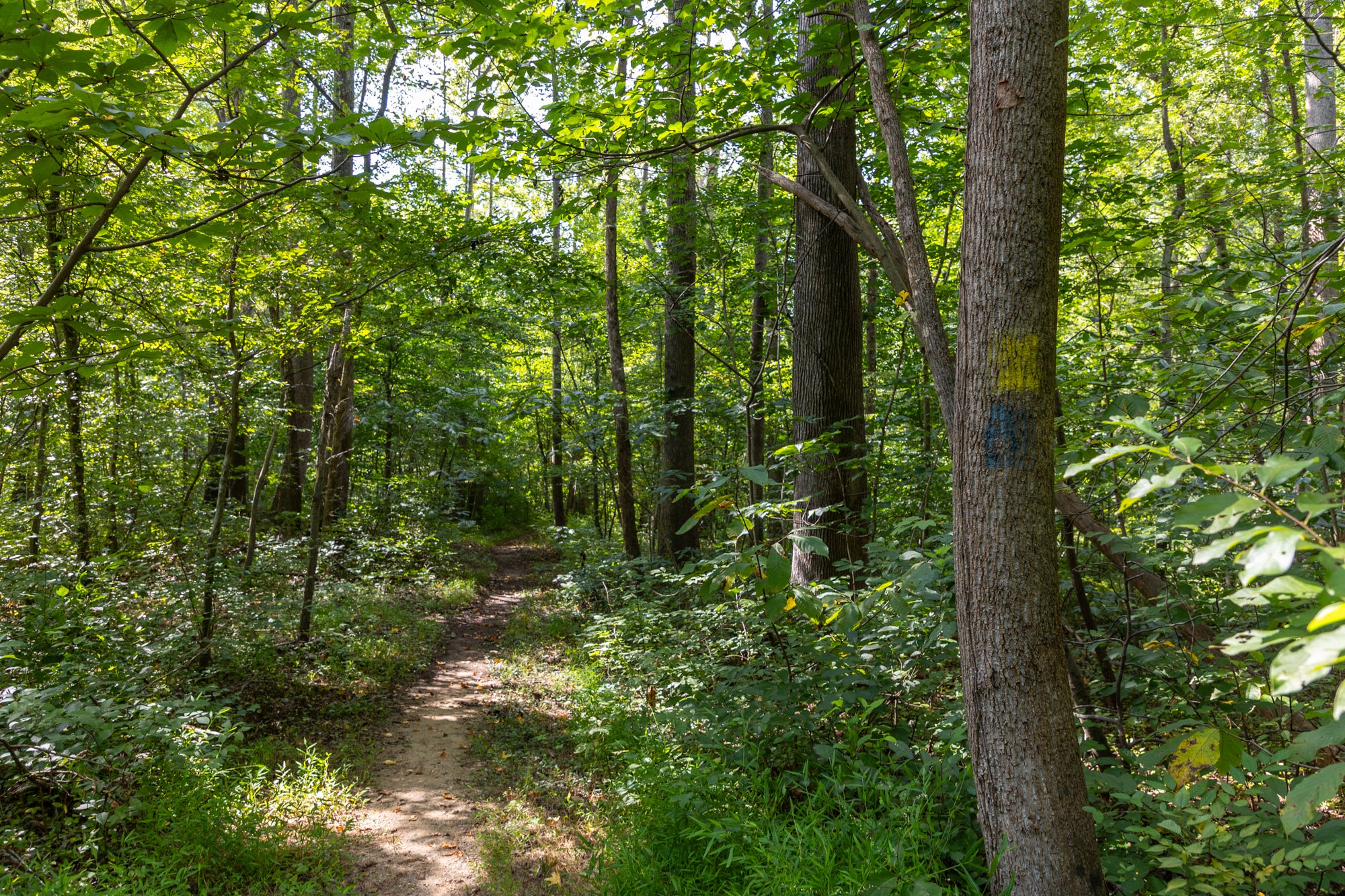 Trees on a trail
